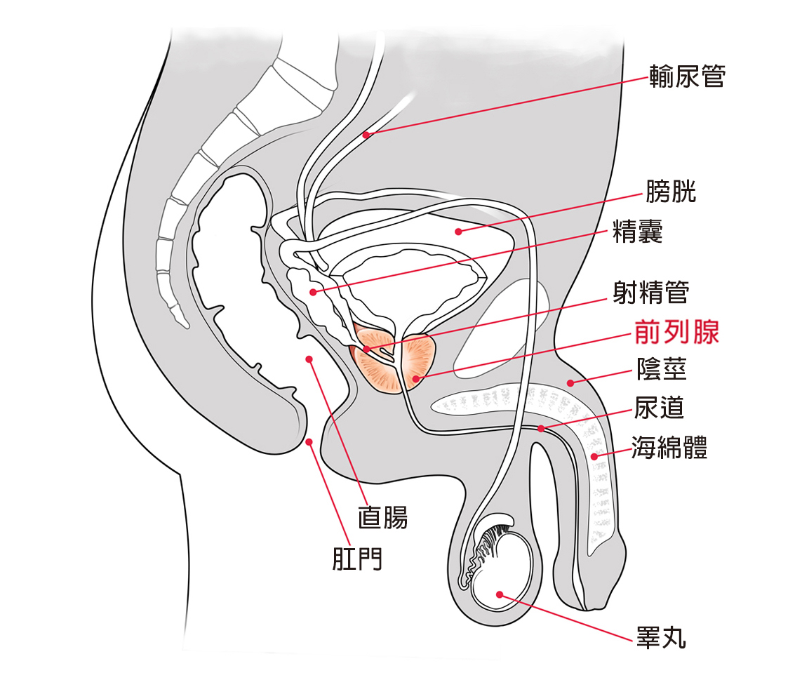 CHAMP 健康月壇 | 前列腺位置圖