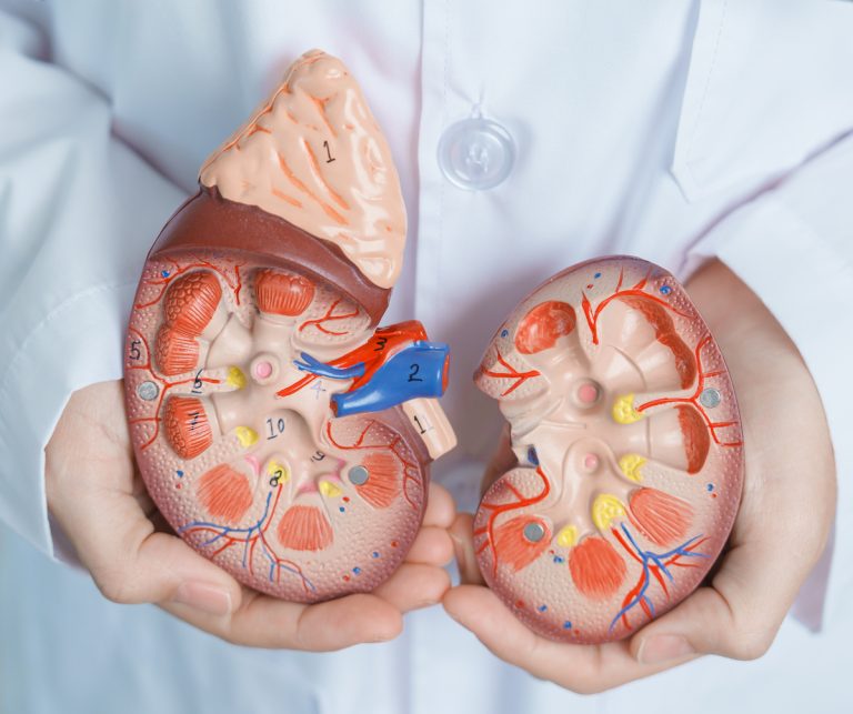 CHAMP 健康月壇 | Kidney Health 什麼是腎臟
